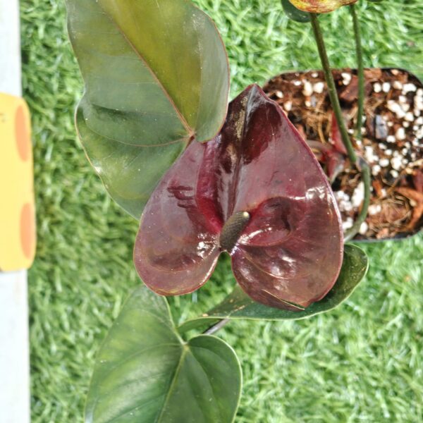 Anthurium andraeanum Chocolate Pot Variety - Image 9