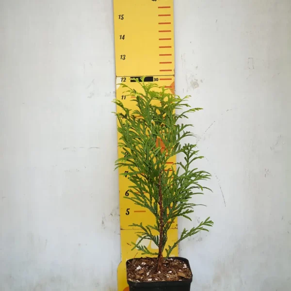 Thuja occidentalis ‘Golden Globe' Arborvitae - Image 3
