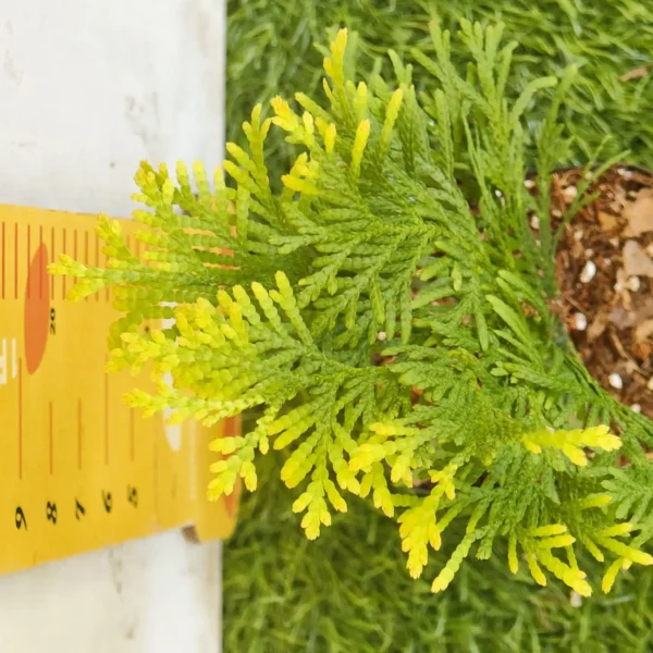 Thuja occidentalis ‘Golden Globe' Arborvitae - Image 8