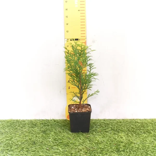 Thuja occidentalis ‘Golden Globe' Arborvitae - Image 2