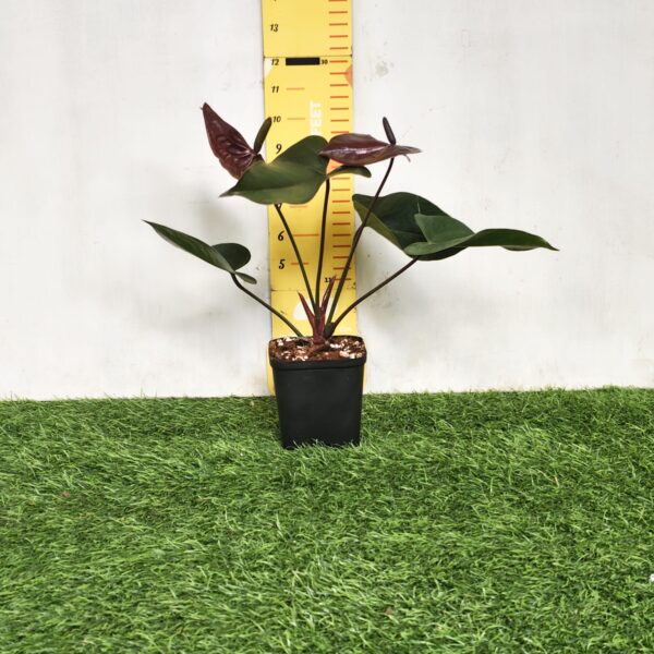 Anthurium andraeanum Chocolate Pot Variety - Image 2