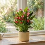 Anthurium Andraeanum Million Flowers 'Red'