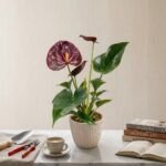 Anthurium andraeanum Chocolate Pot Variety