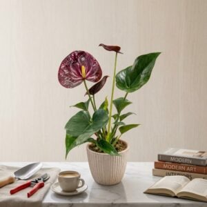 Anthurium andraeanum Chocolate Pot Variety